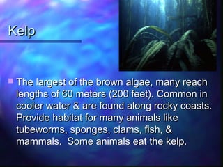 KelpKelp
 The largest of the brown algae, many reachThe largest of the brown algae, many reach
lengths of 60 meters (200 feet). Common inlengths of 60 meters (200 feet). Common in
cooler water & are found along rocky coasts.cooler water & are found along rocky coasts.
Provide habitat for many animals likeProvide habitat for many animals like
tubeworms, sponges, clams, fish, &tubeworms, sponges, clams, fish, &
mammals. Some animals eat the kelp.mammals. Some animals eat the kelp.
 