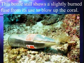 ©1997-2001 Jeffrey N. Jeffords
This bottle still shows a slightly burned
fuse from its use to blow up the coral.
 