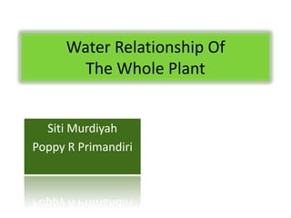 Water Relationship Of
        The Whole Plant


  Siti Murdiyah
Poppy R Primandiri
 