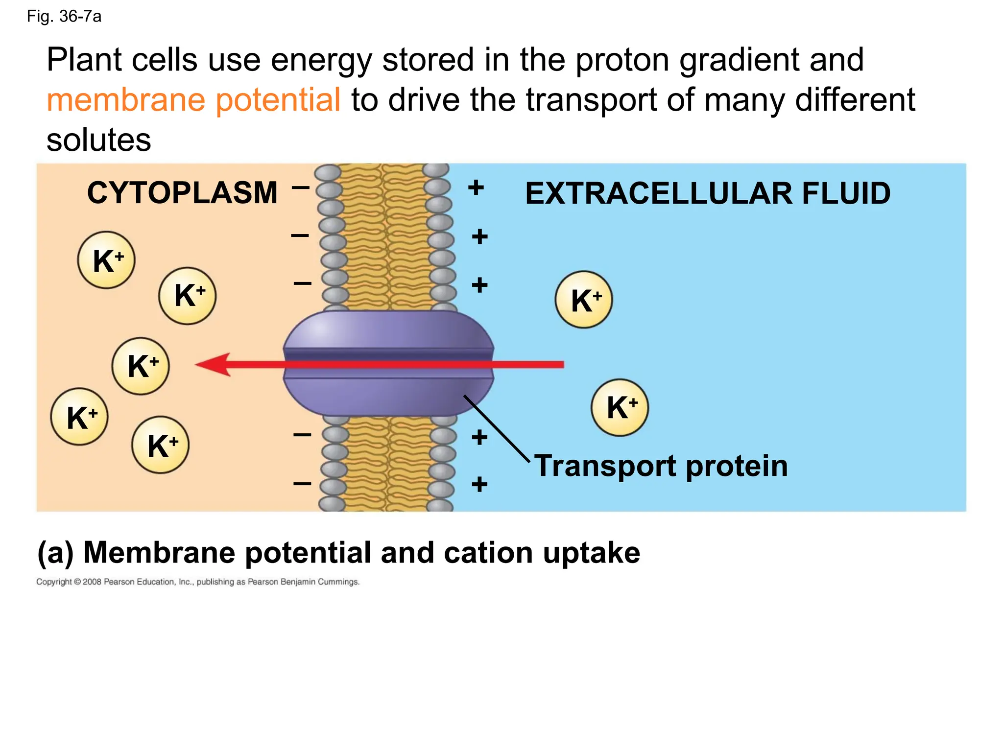 Fig. 36-7a
CYTOPLASM EXTRACELLULAR FLUID
K+
Transport protein
_ +
(a) Membrane potential and cation uptake
+
+
+
+
_
_
_
_
K+
K+
K+
K+
K+
K+
Plant cells use energy stored in the proton gradient and
membrane potential to drive the transport of many different
solutes
 