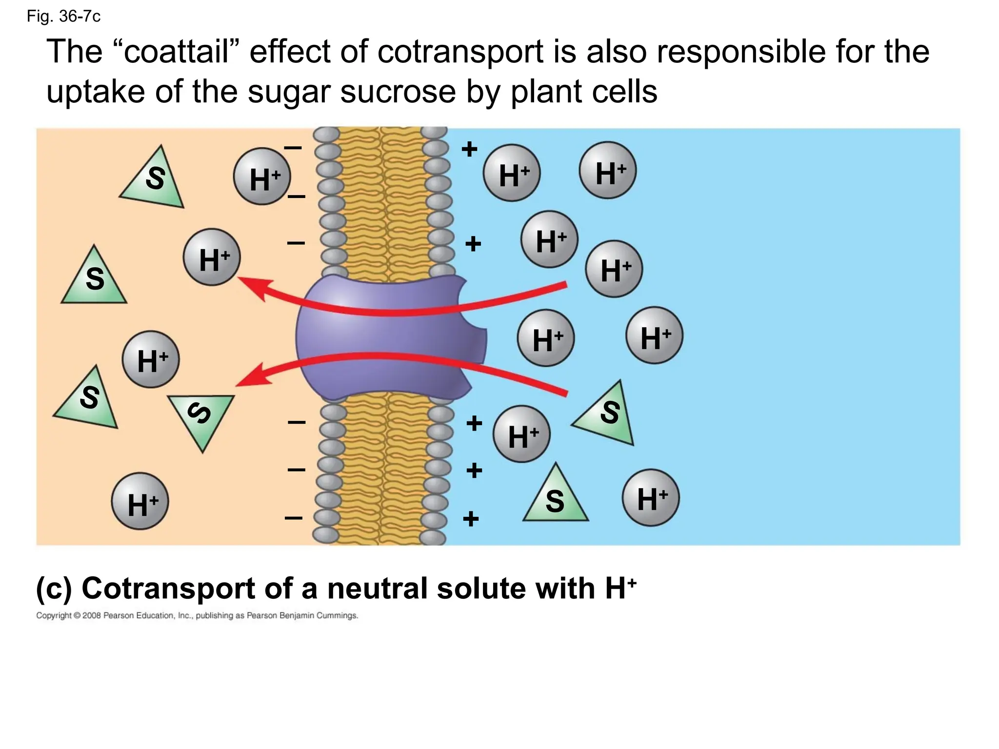 Fig. 36-7c
H+
H+
H+
H+
H+ H+
H+
H+
H+ H+
H+
H+
_
_
_
_
_
_
+
+
+
+
+
S
S
S
S
S
(c) Cotransport of a neutral solute with H+
S
The “coattail” effect of cotransport is also responsible for the
uptake of the sugar sucrose by plant cells
 