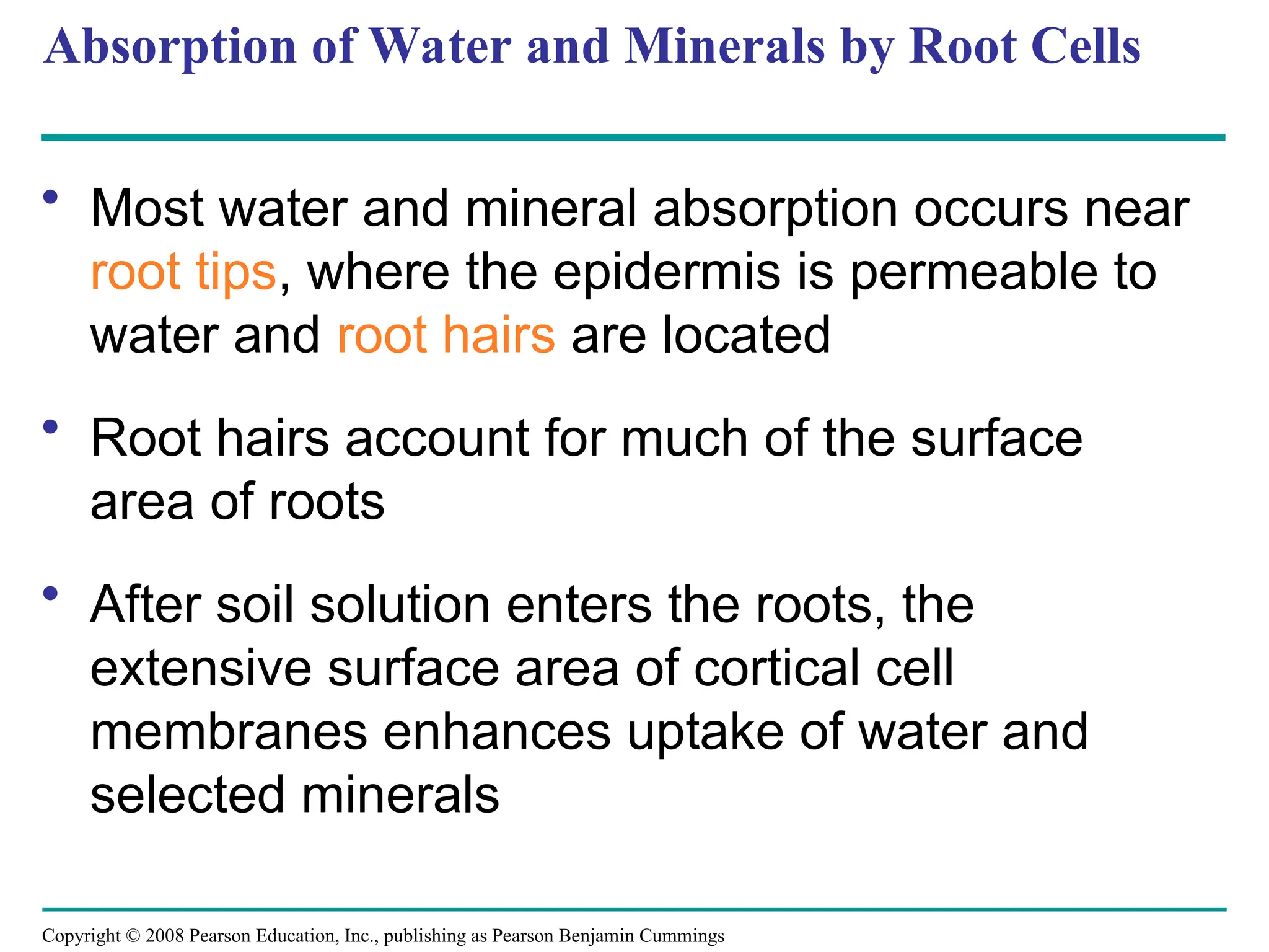 Copyright © 2008 Pearson Education, Inc., publishing as Pearson Benjamin Cummings
Absorption of Water and Minerals by Root Cells
• Most water and mineral absorption occurs near
root tips, where the epidermis is permeable to
water and root hairs are located
• Root hairs account for much of the surface
area of roots
• After soil solution enters the roots, the
extensive surface area of cortical cell
membranes enhances uptake of water and
selected minerals
 