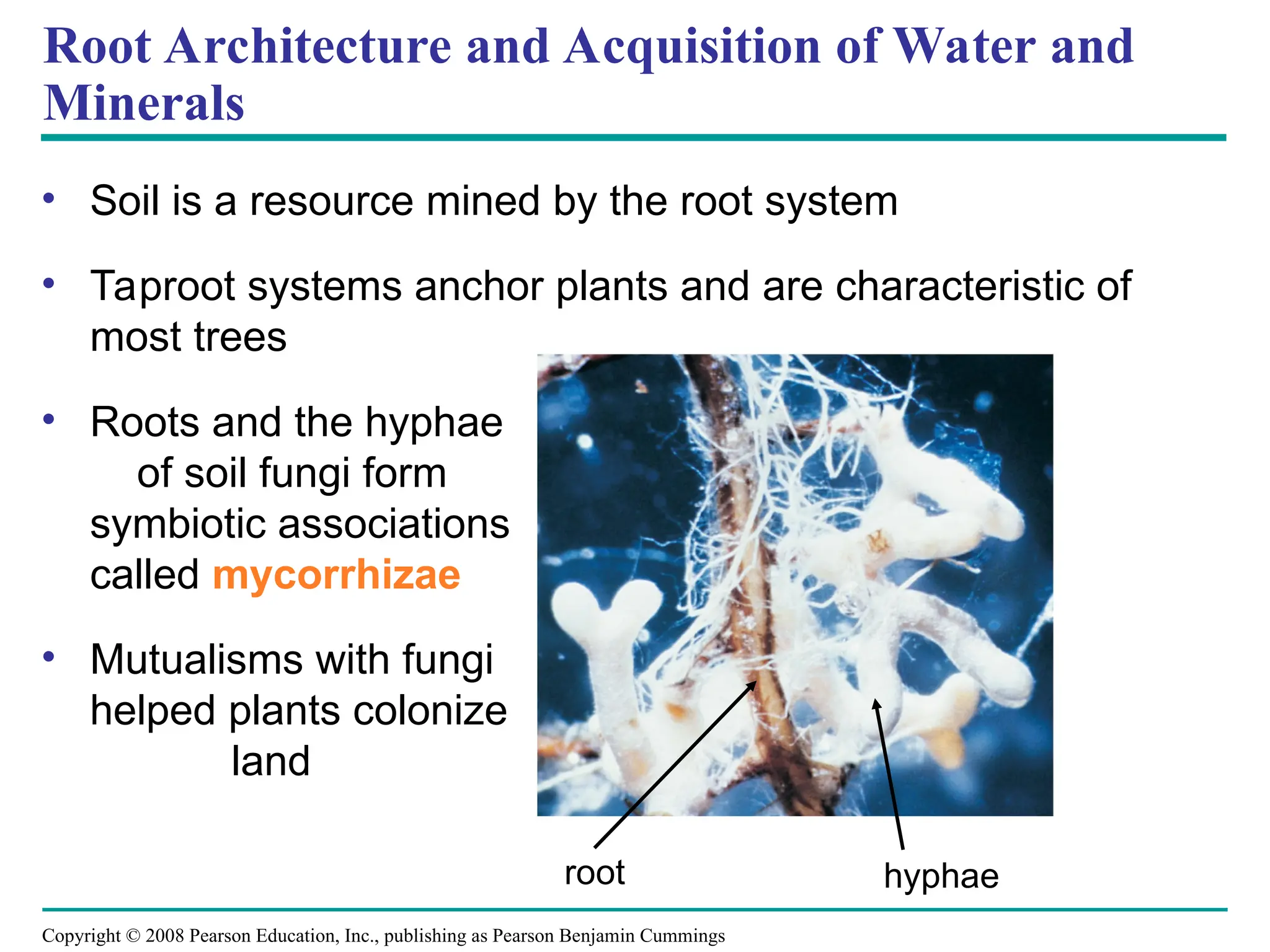Copyright © 2008 Pearson Education, Inc., publishing as Pearson Benjamin Cummings
Root Architecture and Acquisition of Water and
Minerals
• Soil is a resource mined by the root system
• Taproot systems anchor plants and are characteristic of
most trees
• Roots and the hyphae
of soil fungi form
symbiotic associations
called mycorrhizae
• Mutualisms with fungi
helped plants colonize
land
root hyphae
 