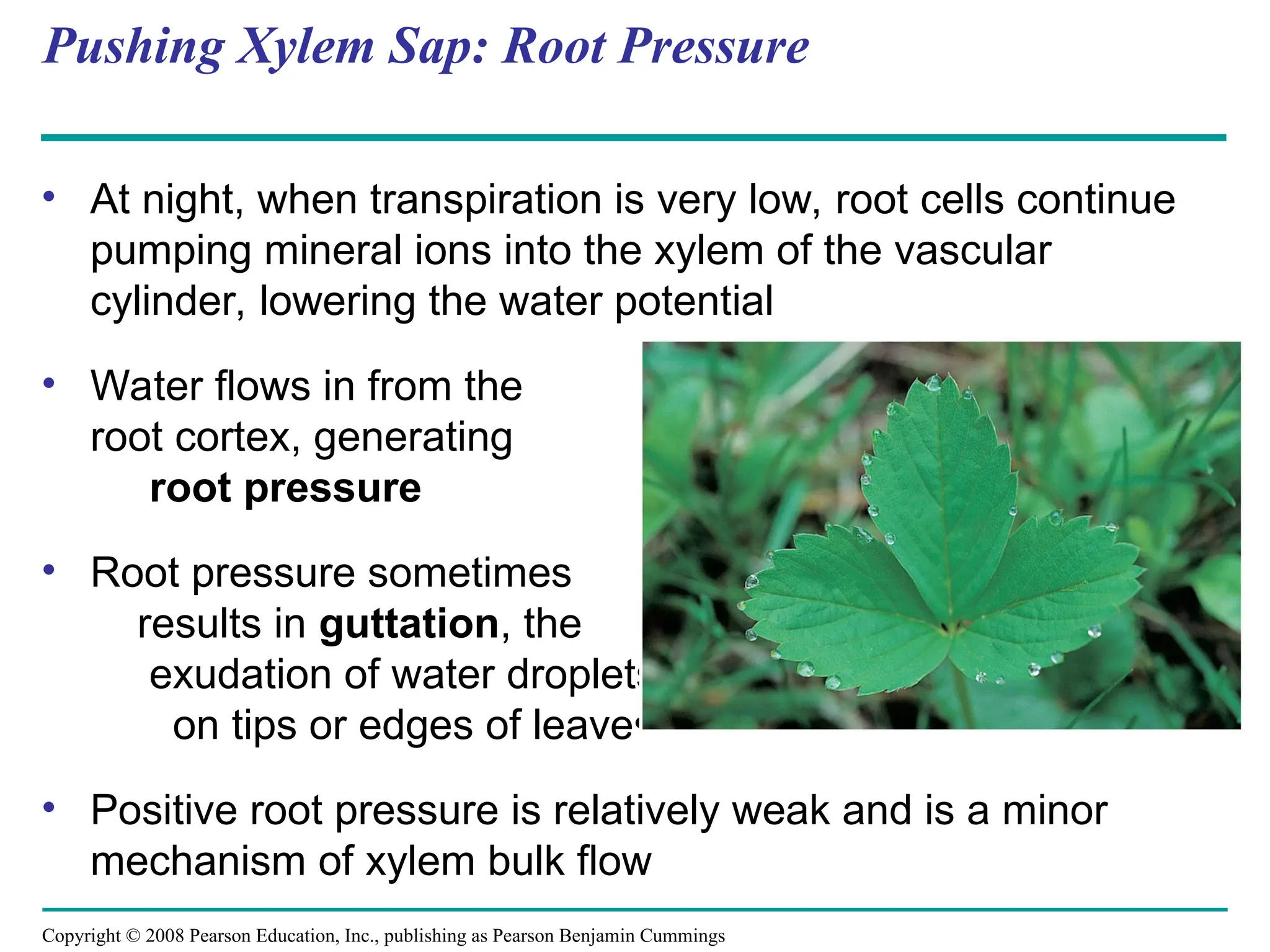 Copyright © 2008 Pearson Education, Inc., publishing as Pearson Benjamin Cummings
Pushing Xylem Sap: Root Pressure
• At night, when transpiration is very low, root cells continue
pumping mineral ions into the xylem of the vascular
cylinder, lowering the water potential
• Water flows in from the
root cortex, generating
root pressure
• Root pressure sometimes
results in guttation, the
exudation of water droplets
on tips or edges of leaves
• Positive root pressure is relatively weak and is a minor
mechanism of xylem bulk flow
 
