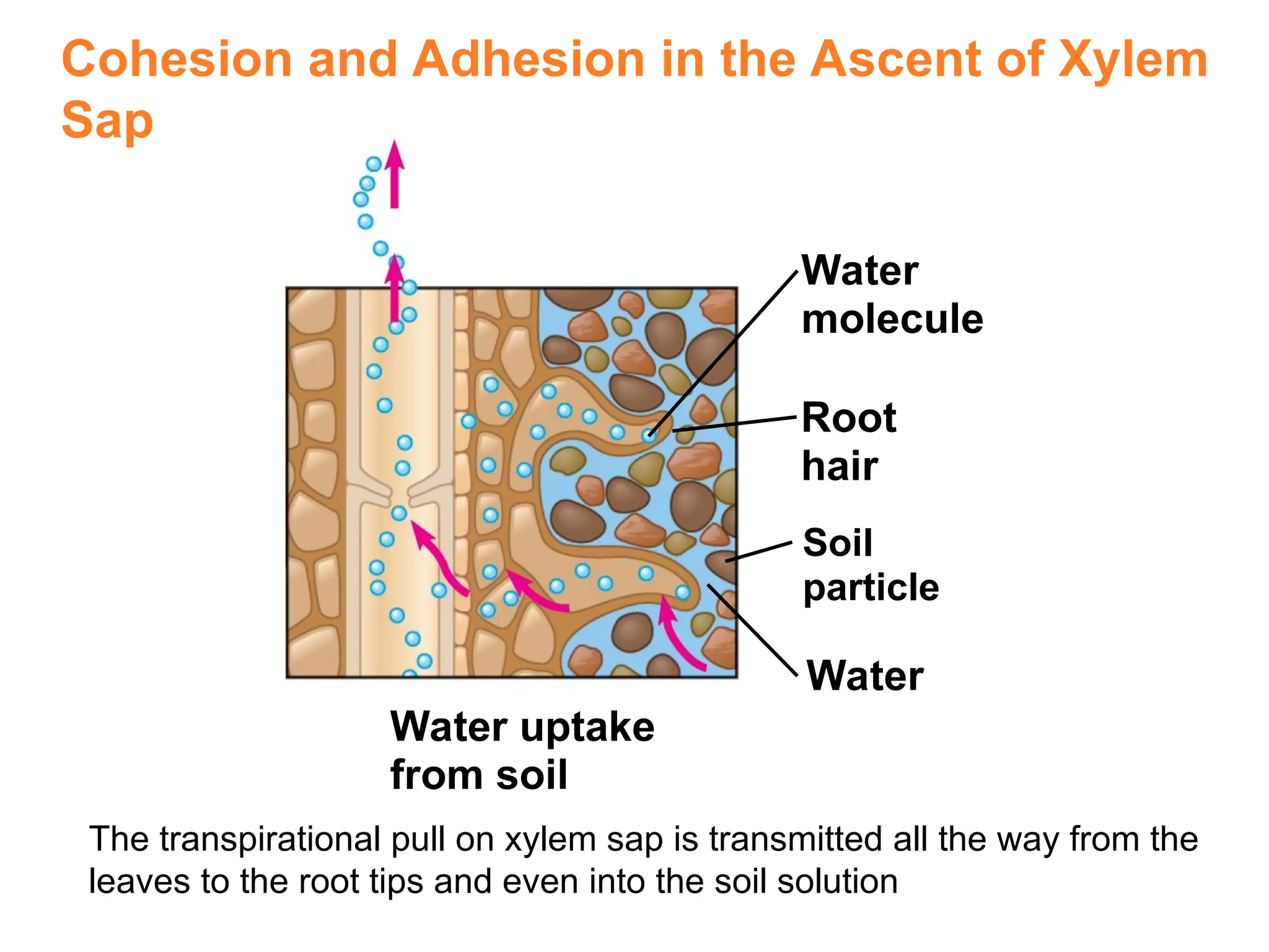 Water
molecule
Root
hair
Soil
particle
Water
Water uptake
from soil
The transpirational pull on xylem sap is transmitted all the way from the
leaves to the root tips and even into the soil solution
Cohesion and Adhesion in the Ascent of Xylem
Sap
 