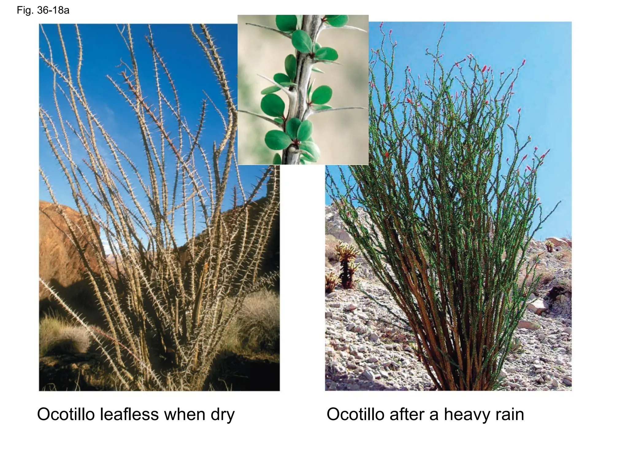 Fig. 36-18a
Ocotillo leafless when dry Ocotillo after a heavy rain
 