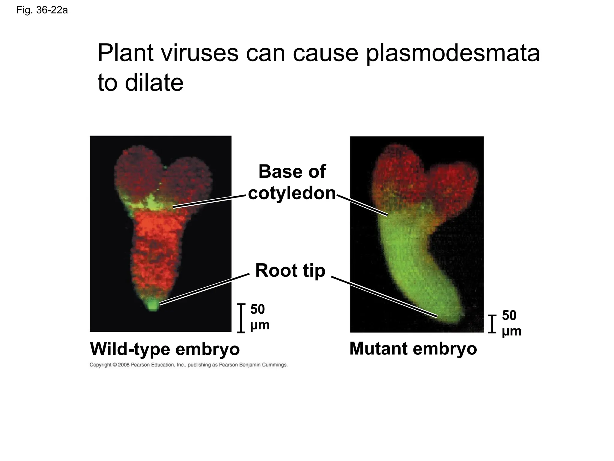 Fig. 36-22a
Plant viruses can cause plasmodesmata
to dilate
Base of
cotyledon
Root tip
50
µm
50
µm
Wild-type embryo Mutant embryo
 