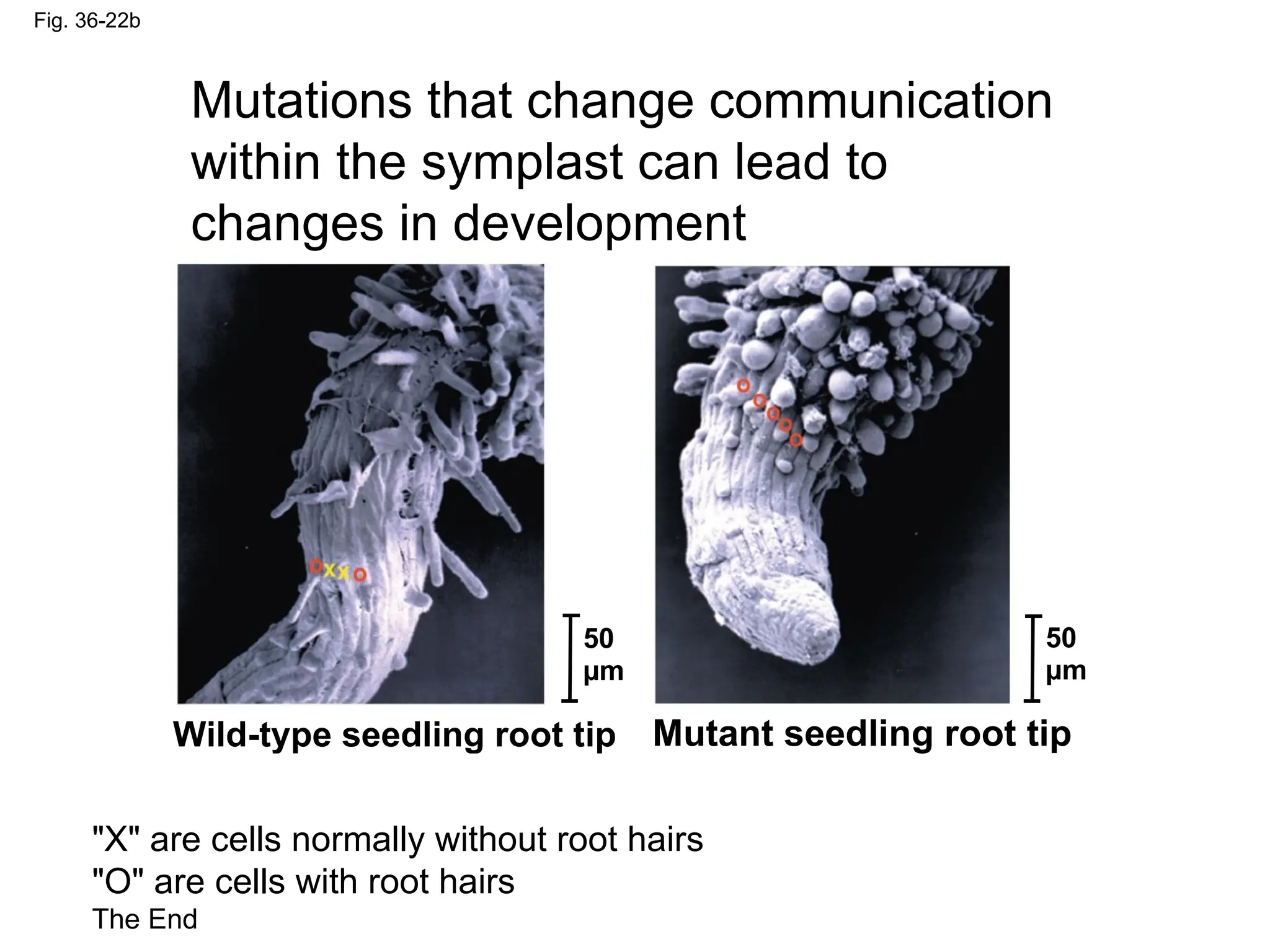 Fig. 36-22b
Mutations that change communication
within the symplast can lead to
changes in development
50
µm
50
µm
Wild-type seedling root tip Mutant seedling root tip
"X" are cells normally without root hairs
"O" are cells with root hairs
The End
 