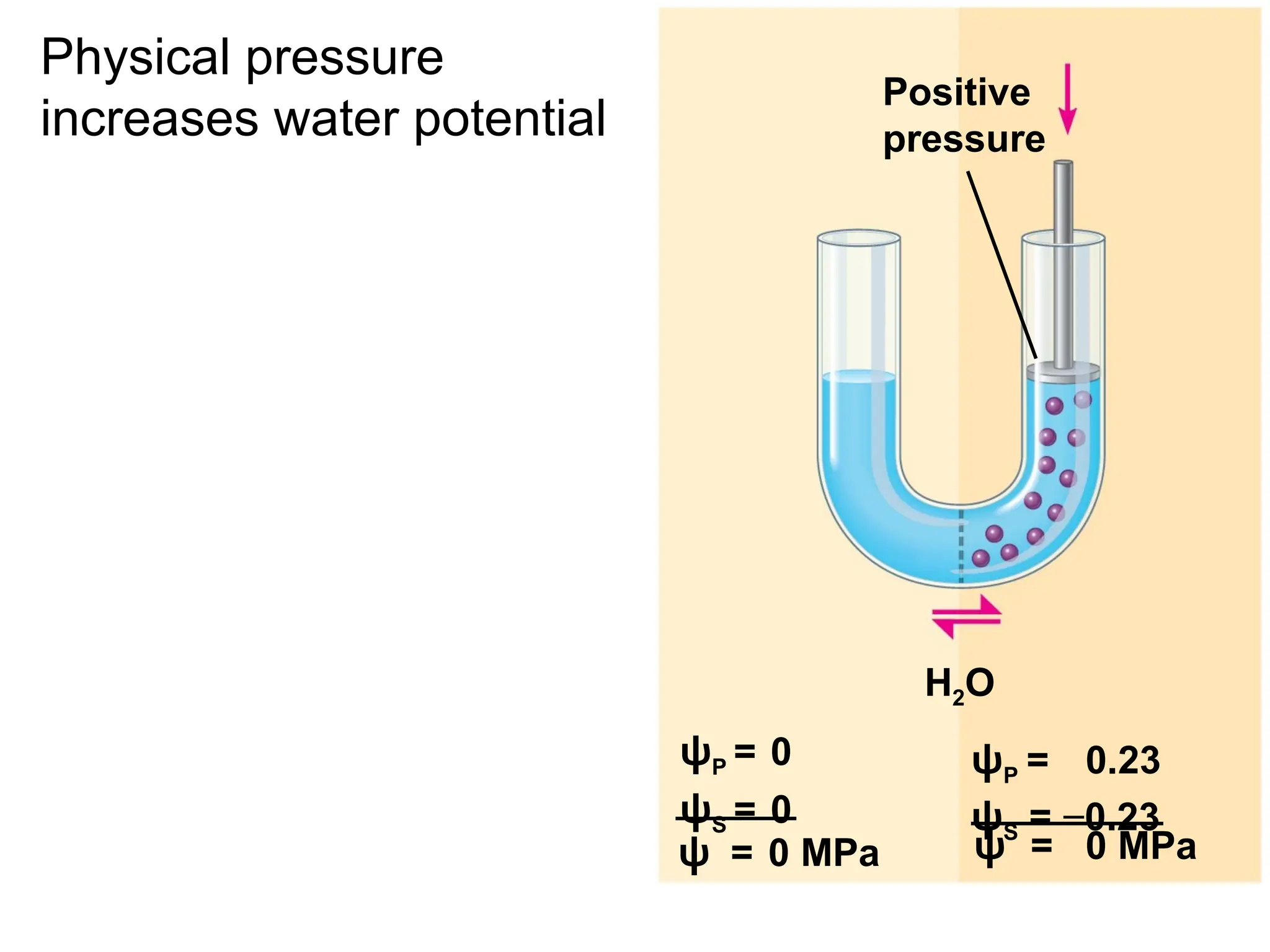 Positive
pressure
H2O
ψP = 0.23
ψS = −0.23
ψP = 0
ψS = 0
ψ = 0 MPa ψ = 0 MPa
Physical pressure
increases water potential
 