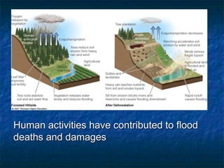 Human activities have contributed to flood
deaths and damages
 