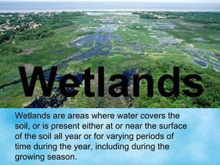 Wetlands
Wetlands are areas where water covers the
soil, or is present either at or near the surface
of the soil all year or for varying periods of
time during the year, including during the
growing season.
 