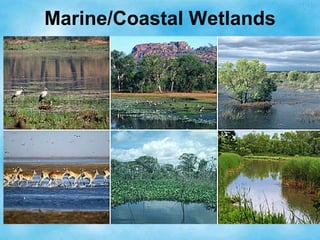 Marine/Coastal Wetlands
 