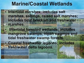 Marine/Coastal Wetlands
• Intertidal marshes; includes salt
marshes, saltings, raised salt marshes;
includes tidal brackish and freshwater
marshes.
• Intertidal forested wetlands; includes
mangrove swamps, nipah swamps and
tidal freshwater swamp forests.
• Coastal freshwater lagoons; includes
freshwater delta lagoons.
 