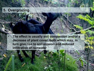 5. Overgrazing
• The effect is usually soil compaction and/or a
decrease of plant cover, both which may, in
turn give rise to soil erosion and reduced
infiltration of rainwater
 