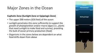 Major Zones in the Ocean
Euphotic Zone (Sunlight Zone or Epipelagic Zone)
• The upper 200 meters (656 feet) of the ocean
• sunlight penetrates this zone sufficiently to support the
growth of phytoplankton and/or macro algae (i.e., plants
that need sunlight to make food and survive), providing
the bulk of ocean primary production (food)
• Organisms in the zones below are dependent on what
food drifts down from above
 