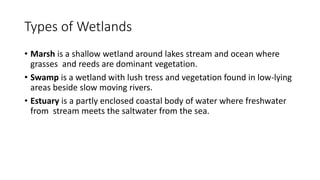 Types of Wetlands
• Marsh is a shallow wetland around lakes stream and ocean where
grasses and reeds are dominant vegetation.
• Swamp is a wetland with lush tress and vegetation found in low-lying
areas beside slow moving rivers.
• Estuary is a partly enclosed coastal body of water where freshwater
from stream meets the saltwater from the sea.
 