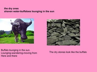 the dry ones shaven water-buffaloes lounging in the sun Buffalo lounging in the sun. Lounging-wandering-moving from  Here and there The dry stones look like the buffalo 
