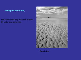 baring the sand ribs, Sand ribs The river is left only with thin stream Of water and sand ribs 