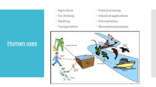 Human uses
 Agriculture
 For drinking
 Washing
 Transportation
 Food processing
 Industrial applications
 Fire extinction
 Recreational purposes
 