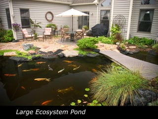 Large Ecosystem Pond 