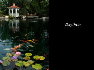 Daytime 