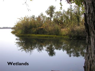 Wetlands