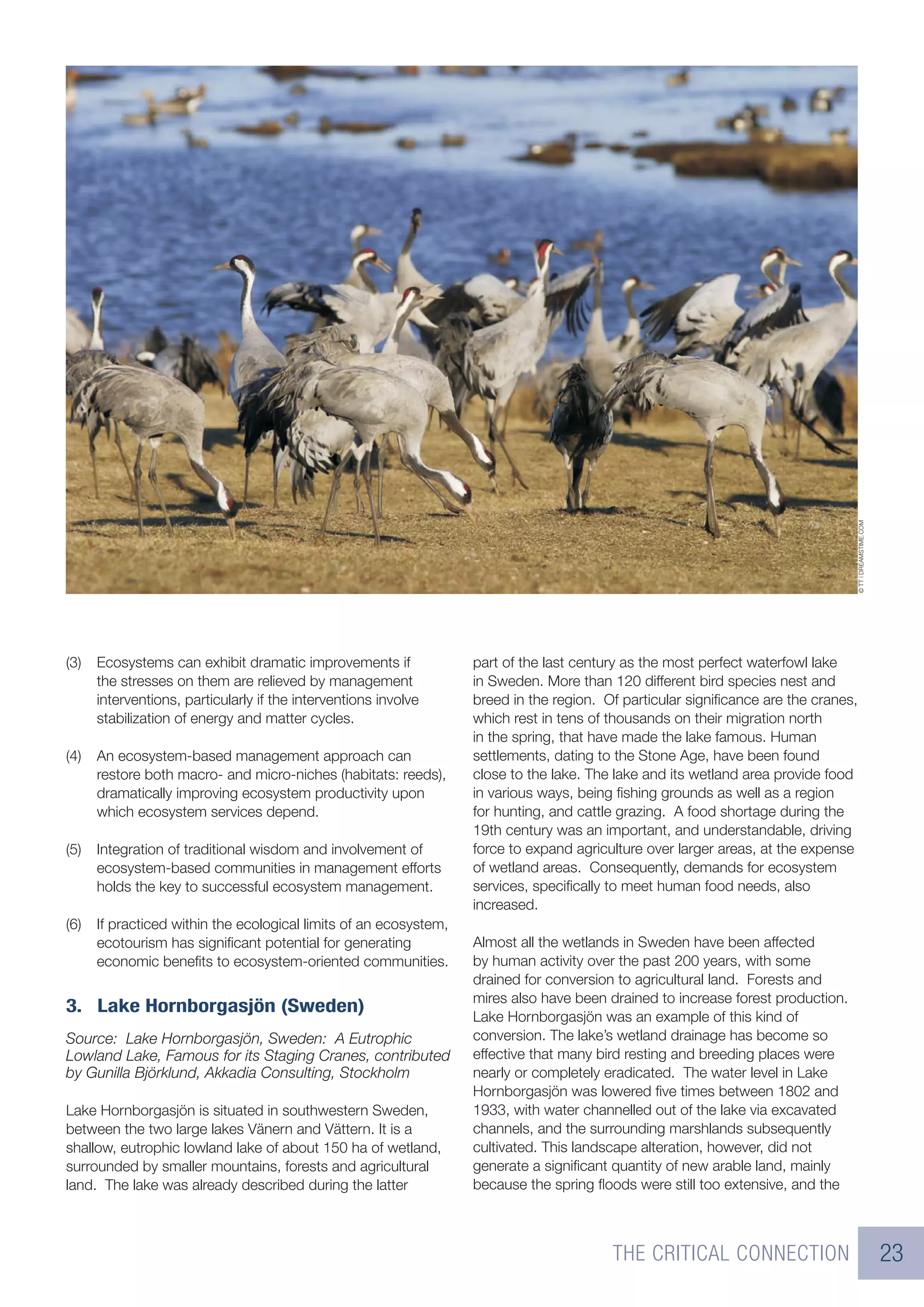 © TT | DREAMSTIME.COM
(3)   Ecosystems can exhibit dramatic improvements if              part of the last century as the most perfect waterfowl lake
      the stresses on them are relieved by management              in Sweden. More than 120 different bird species nest and
      interventions, particularly if the interventions involve     breed in the region. Of particular signiﬁcance are the cranes,
      stabilization of energy and matter cycles.                   which rest in tens of thousands on their migration north
                                                                   in the spring, that have made the lake famous. Human
(4)   An ecosystem-based management approach can                   settlements, dating to the Stone Age, have been found
      restore both macro- and micro-niches (habitats: reeds),      close to the lake. The lake and its wetland area provide food
      dramatically improving ecosystem productivity upon           in various ways, being ﬁshing grounds as well as a region
      which ecosystem services depend.                             for hunting, and cattle grazing. A food shortage during the
                                                                   19th century was an important, and understandable, driving
(5)   Integration of traditional wisdom and involvement of         force to expand agriculture over larger areas, at the expense
      ecosystem-based communities in management efforts            of wetland areas. Consequently, demands for ecosystem
      holds the key to successful ecosystem management.            services, speciﬁcally to meet human food needs, also
                                                                   increased.
(6)   If practiced within the ecological limits of an ecosystem,
      ecotourism has signiﬁcant potential for generating           Almost all the wetlands in Sweden have been affected
      economic beneﬁts to ecosystem-oriented communities.          by human activity over the past 200 years, with some
                                                                   drained for conversion to agricultural land. Forests and
                                                                   mires also have been drained to increase forest production.
3. Lake Hornborgasjön (Sweden)
                                                                   Lake Hornborgasjön was an example of this kind of
Source: Lake Hornborgasjön, Sweden: A Eutrophic                    conversion. The lake’s wetland drainage has become so
Lowland Lake, Famous for its Staging Cranes, contributed           effective that many bird resting and breeding places were
by Gunilla Björklund, Akkadia Consulting, Stockholm                nearly or completely eradicated. The water level in Lake
                                                                   Hornborgasjön was lowered ﬁve times between 1802 and
Lake Hornborgasjön is situated in southwestern Sweden,             1933, with water channelled out of the lake via excavated
between the two large lakes Vänern and Vättern. It is a            channels, and the surrounding marshlands subsequently
shallow, eutrophic lowland lake of about 150 ha of wetland,        cultivated. This landscape alteration, however, did not
surrounded by smaller mountains, forests and agricultural          generate a signiﬁcant quantity of new arable land, mainly
land. The lake was already described during the latter             because the spring ﬂoods were still too extensive, and the



                                                                                         THE CRITICAL CONNECTION                                         23
 