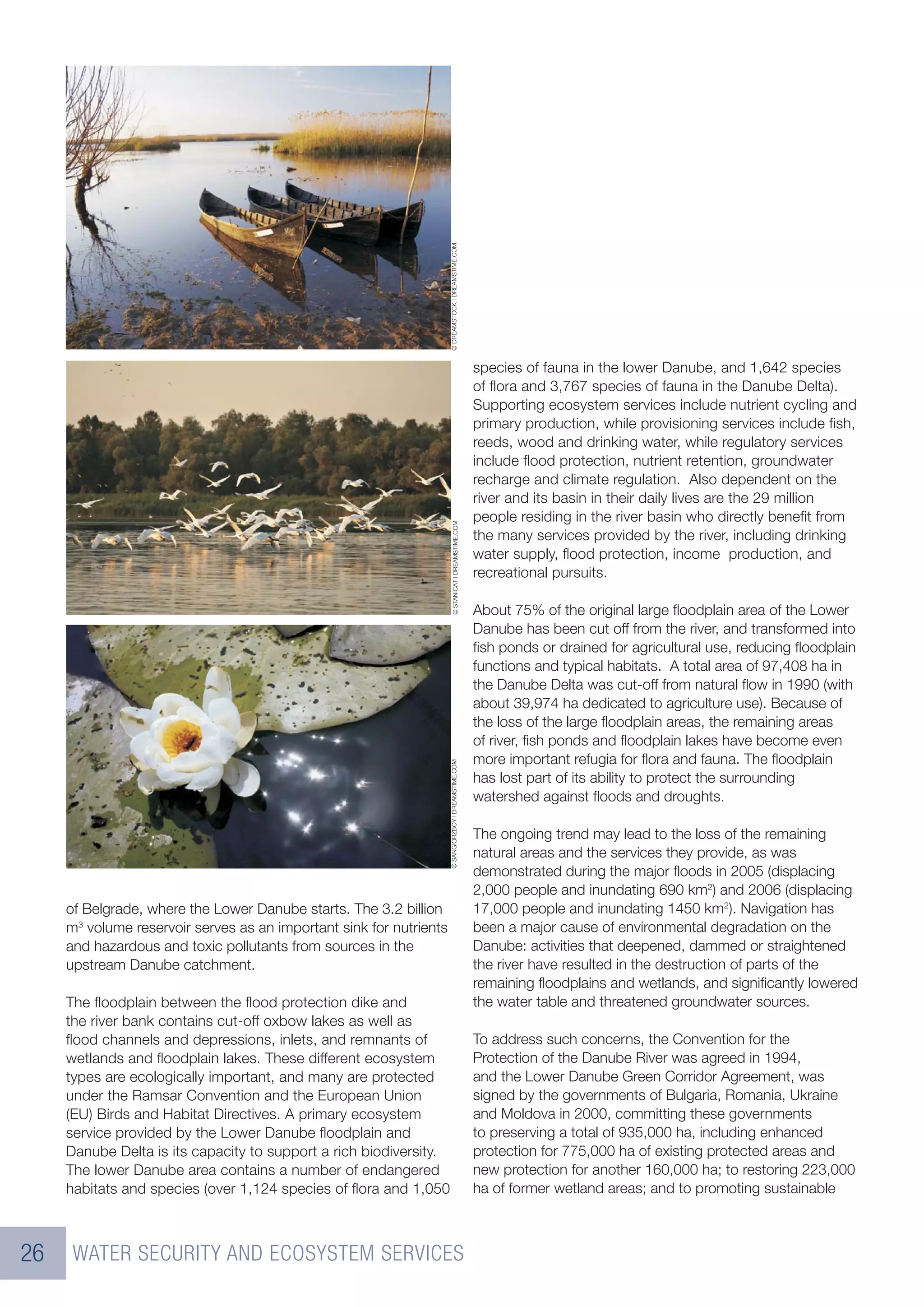 © DREAMSTOCK | DREAMSTIME.COM
                                                                                                       species of fauna in the lower Danube, and 1,642 species
                                                                                                       of ﬂora and 3,767 species of fauna in the Danube Delta).
                                                                                                       Supporting ecosystem services include nutrient cycling and
                                                                                                       primary production, while provisioning services include ﬁsh,
                                                                                                       reeds, wood and drinking water, while regulatory services
                                                                                                       include ﬂood protection, nutrient retention, groundwater
                                                                                                       recharge and climate regulation. Also dependent on the
                                                                                                       river and its basin in their daily lives are the 29 million
                                                                                                       people residing in the river basin who directly beneﬁt from
                                                                         © STANICAT | DREAMSTIME.COM




                                                                                                       the many services provided by the river, including drinking
                                                                                                       water supply, ﬂood protection, income production, and
                                                                                                       recreational pursuits.

                                                                                                       About 75% of the original large ﬂoodplain area of the Lower
                                                                                                       Danube has been cut off from the river, and transformed into
                                                                                                       ﬁsh ponds or drained for agricultural use, reducing ﬂoodplain
                                                                                                       functions and typical habitats. A total area of 97,408 ha in
                                                                                                       the Danube Delta was cut-off from natural ﬂow in 1990 (with
                                                                                                       about 39,974 ha dedicated to agriculture use). Because of
                                                                                                       the loss of the large ﬂoodplain areas, the remaining areas
                                                                                                       of river, ﬁsh ponds and ﬂoodplain lakes have become even
                                                                                                       more important refugia for ﬂora and fauna. The ﬂoodplain
                                                                     © SANGIORZBOY | DREAMSTIME.COM




                                                                                                       has lost part of its ability to protect the surrounding
                                                                                                       watershed against ﬂoods and droughts.

                                                                                                       The ongoing trend may lead to the loss of the remaining
                                                                                                       natural areas and the services they provide, as was
                                                                                                       demonstrated during the major ﬂoods in 2005 (displacing
                                                                                                       2,000 people and inundating 690 km2) and 2006 (displacing
     of Belgrade, where the Lower Danube starts. The 3.2 billion                                       17,000 people and inundating 1450 km2). Navigation has
     m3 volume reservoir serves as an important sink for nutrients                                     been a major cause of environmental degradation on the
     and hazardous and toxic pollutants from sources in the                                            Danube: activities that deepened, dammed or straightened
     upstream Danube catchment.                                                                        the river have resulted in the destruction of parts of the
                                                                                                       remaining ﬂoodplains and wetlands, and signiﬁcantly lowered
     The ﬂoodplain between the ﬂood protection dike and                                                the water table and threatened groundwater sources.
     the river bank contains cut-off oxbow lakes as well as
     ﬂood channels and depressions, inlets, and remnants of                                            To address such concerns, the Convention for the
     wetlands and ﬂoodplain lakes. These different ecosystem                                           Protection of the Danube River was agreed in 1994,
     types are ecologically important, and many are protected                                          and the Lower Danube Green Corridor Agreement, was
     under the Ramsar Convention and the European Union                                                signed by the governments of Bulgaria, Romania, Ukraine
     (EU) Birds and Habitat Directives. A primary ecosystem                                            and Moldova in 2000, committing these governments
     service provided by the Lower Danube ﬂoodplain and                                                to preserving a total of 935,000 ha, including enhanced
     Danube Delta is its capacity to support a rich biodiversity.                                      protection for 775,000 ha of existing protected areas and
     The lower Danube area contains a number of endangered                                             new protection for another 160,000 ha; to restoring 223,000
     habitats and species (over 1,124 species of ﬂora and 1,050                                        ha of former wetland areas; and to promoting sustainable



26    WATER SECURITY AND ECOSYSTEM SERVICES
 