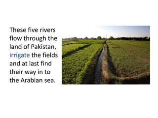 These five rivers
flow through the
land of Pakistan,
irrigate the fields
and at last find
their way in to
the Arabian sea.
 