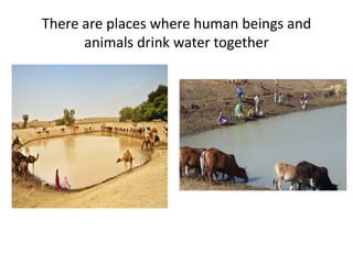 There are places where human beings and
animals drink water together
 