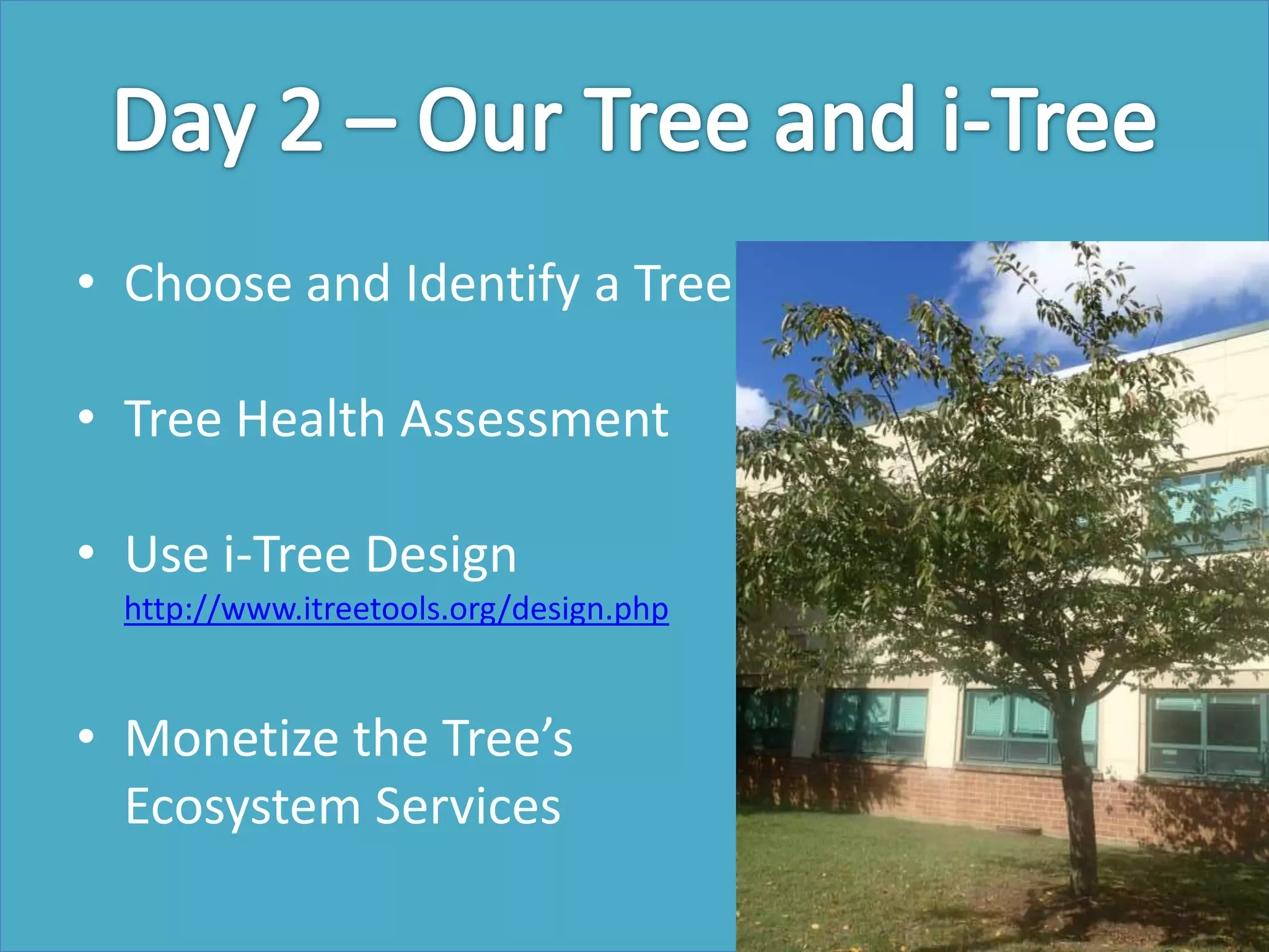 • Choose and Identify a Tree
• Tree Health Assessment
• Use i-Tree Design
http://www.itreetools.org/design.php
• Monetize the Tree’s
Ecosystem Services
 