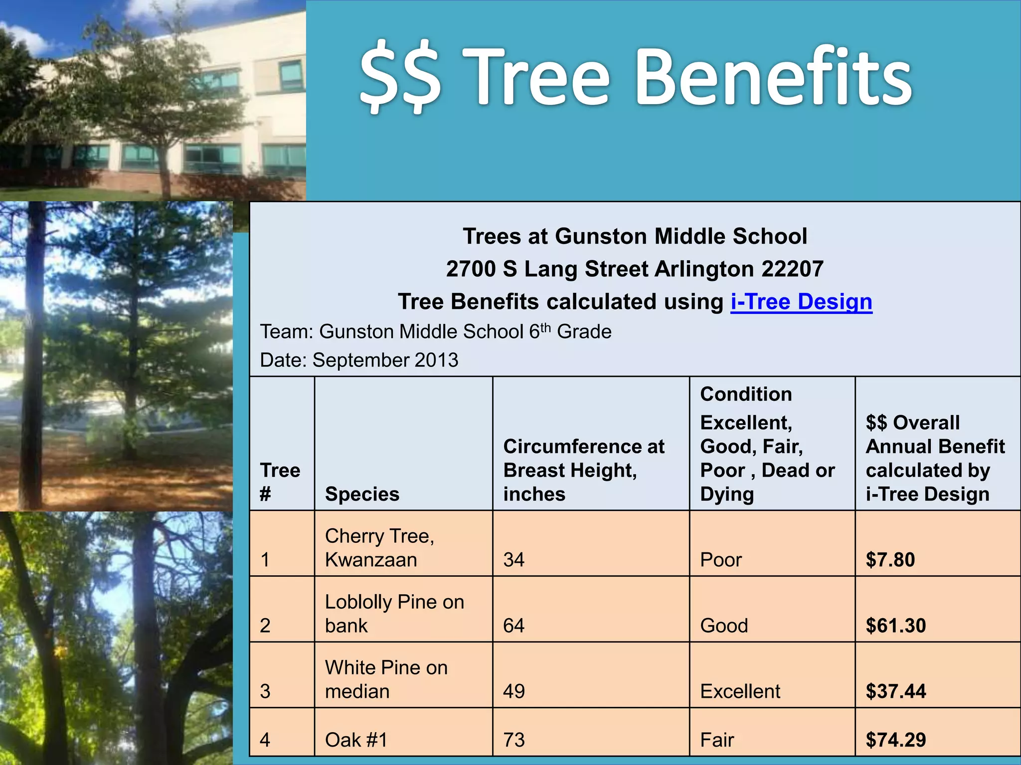 e.g. Dissolved Oxygen Project, at Gunston Middle School
Gunston Middle School
2700 S Lang Street Arlington 22207
Tree Benefits calculated using i-Tree Design
Tree
# Species
Circumference at
Breast Height,
inches
Condition
Excellent,
Good, Fair,
Poor , Dead or
Dying
$$ Overall
Annual Benefit
calculated by
i-Tree Design
1
Cherry Tree,
Kwanzaan 34 Poor $7.80
2
Loblolly Pine on
bank 64 Good $61.30
3
White Pine on
median 49 Excellent $37.44
4 Oak #1 73 Fair $74.29
6th Grade Team at Gunston Middle School
 