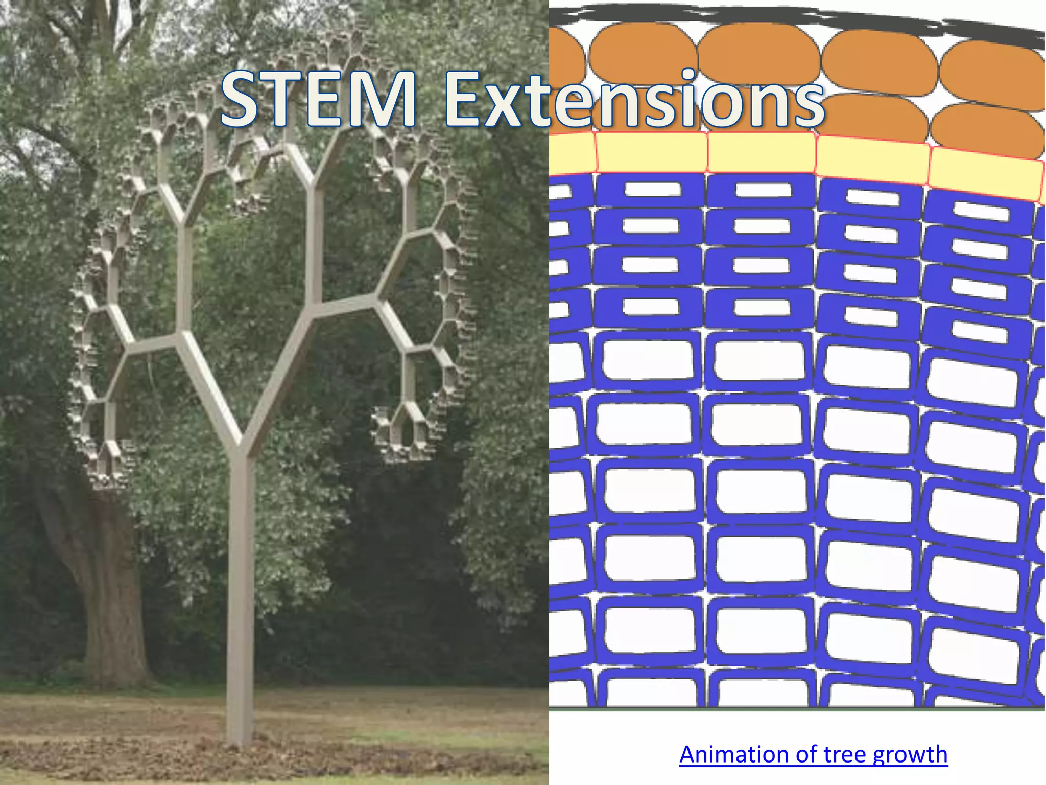 Animation of tree growth
 