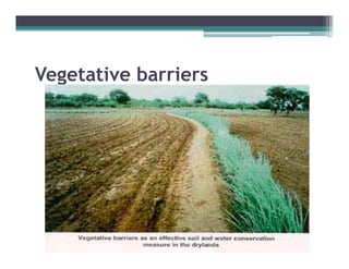 Vegetative barriers
  g
 