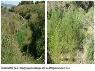 Watershed management experiences in Amhara Region, Ethiopia