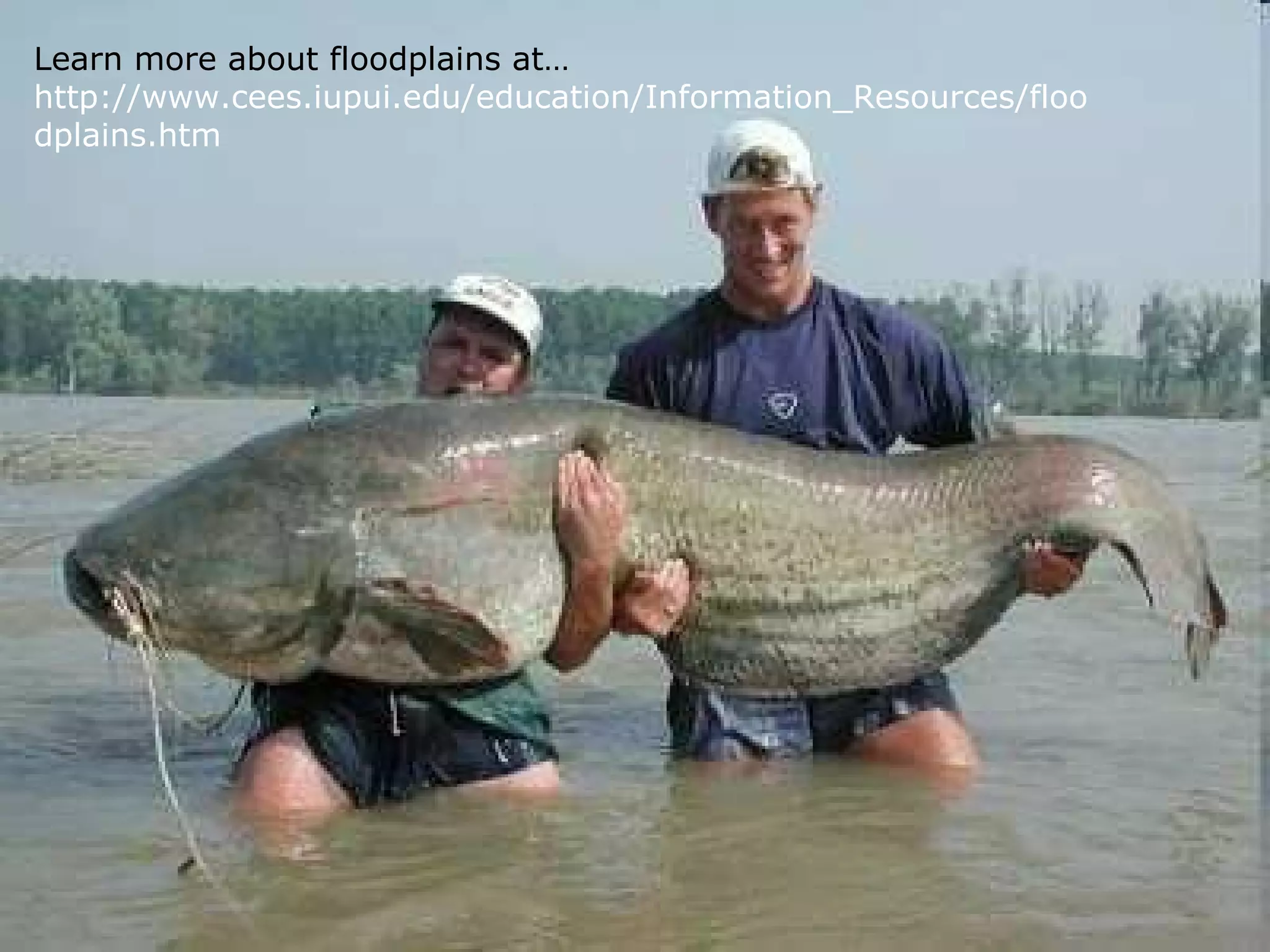 Learn more about floodplains at…
http://www.cees.iupui.edu/education/Information_Resources/floo
dplains.htm
 