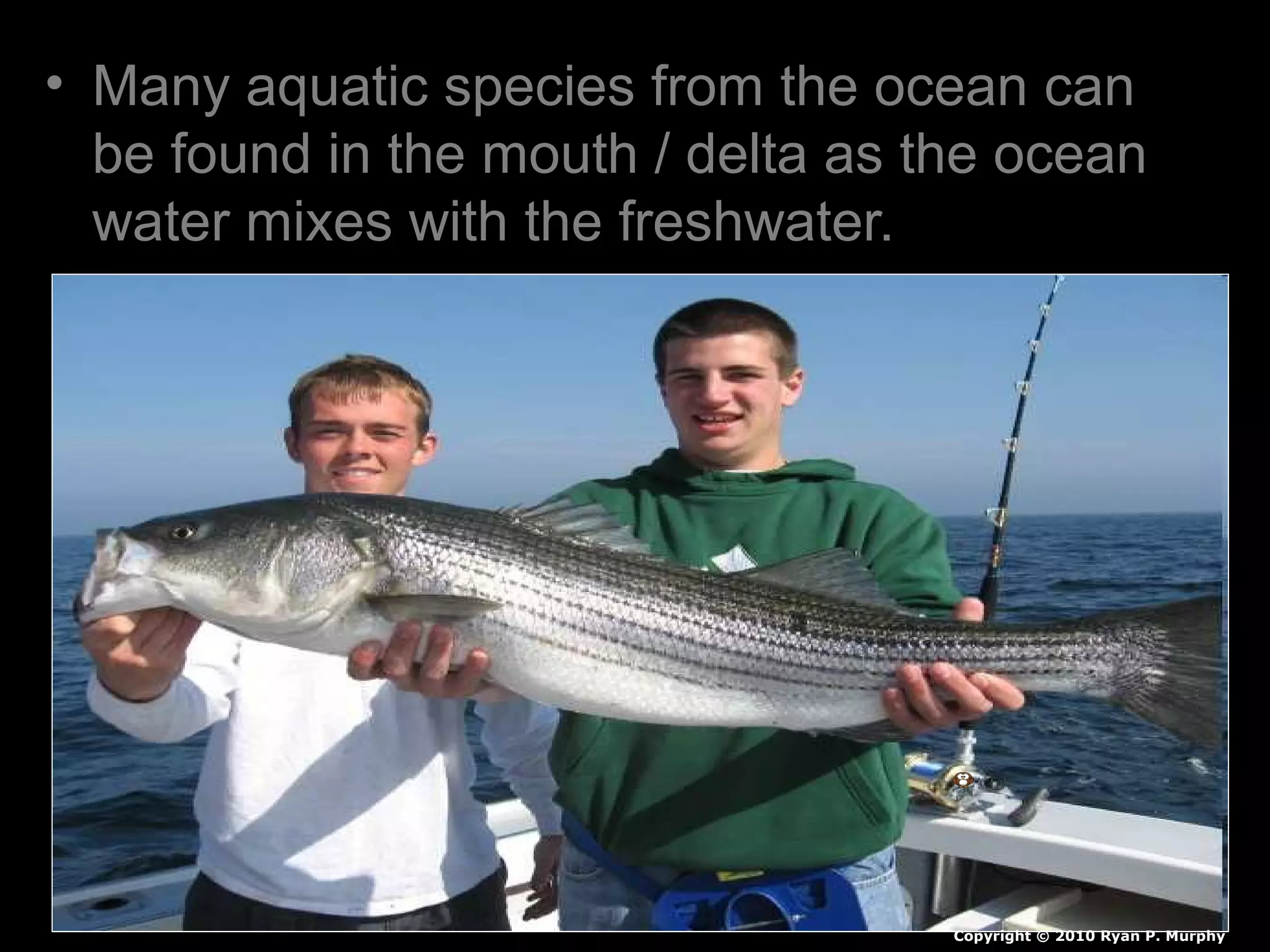 • Many aquatic species from the ocean can
be found in the mouth / delta as the ocean
water mixes with the freshwater.
Copyright © 2010 Ryan P. Murphy
 