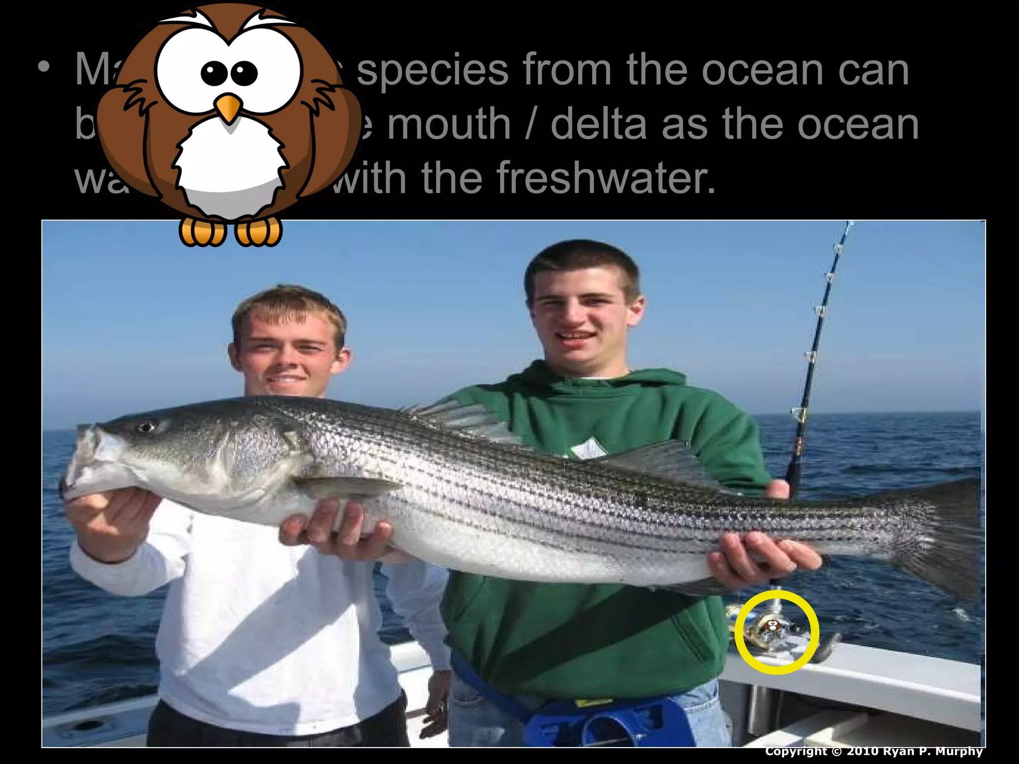 • Many aquatic species from the ocean can
be found in the mouth / delta as the ocean
water mixes with the freshwater.
Copyright © 2010 Ryan P. Murphy
 