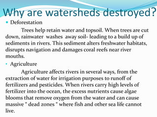 Why are watersheds destroyed?
 Deforestation
Trees help retain water and topsoil. When trees are cut
down, rainwater washes away soil- leading to a build up of
sediments in rivers. This sediment alters freshwater habitats,
disrupts navigation and damages coral reefs near river
mouths.
• Agriculture
Agriculture affects rivers in several ways, from the
extraction of water for irrigation purposes to runoff of
fertilizers and pesticides. When rivers carry high levels of
fertilizer into the ocean, the excess nutrients cause algae
blooms that remove oxygen from the water and can cause
massive “ dead zones “ where fish and other sea life cannot
live.
 