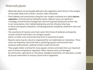 Waterside plants
• Waterside plants can be broadly defined as the vegetation which thrive in the margins
  of any water body such as Rivers, streams, lakes and ponds.
• Plant habitats and communities along the river margins and banks are called riparian
  vegetation, characterized by hydrophilic plants. Riparian zones are significant
  in ecology, environmental management, and civil engineering because of their role
  in soil conservation, their habitat biodiversity, and the influence they have
  on fauna and aquatic ecosystems, including grassland ,woodland, wetland or even non-
  vegetative.
• The assortment of riparian zone trees varies from those of wetlands and typically
  consists of plants that either are emergent aquatic
  plants, or herbs, trees and shrubs that thrive in proximity to water.
• Riparian zones may be natural or engineered for soil stabilization or restoration. These
  zones are important natural bio filters, protecting aquatic environments from
  excessive sedimentation, polluted surface runoff and erosion.
• They supply shelter and food for many aquatic animals and shade that is an important
  part of stream temperature regulation. When riparian zones are damaged
  by construction, agriculture or silviculture, biological restoration can take place, usually
  by human intervention in erosion control and re-vegetation.
 