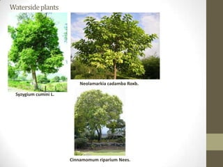 Waterside plants




                          Neolamarkia cadamba Roxb.

 Syzygium cumini L.




                      Cinnamomum riparium Nees.
 