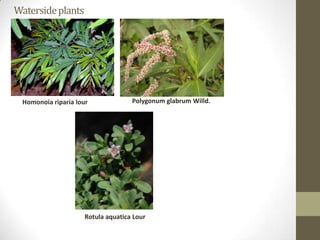 Waterside plants




 Homonoia riparia lour              Polygonum glabrum Willd.




                     Rotula aquatica Lour
 