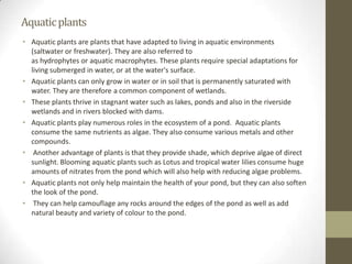 Aquatic plants
• Aquatic plants are plants that have adapted to living in aquatic environments
  (saltwater or freshwater). They are also referred to
  as hydrophytes or aquatic macrophytes. These plants require special adaptations for
  living submerged in water, or at the water's surface.
• Aquatic plants can only grow in water or in soil that is permanently saturated with
  water. They are therefore a common component of wetlands.
• These plants thrive in stagnant water such as lakes, ponds and also in the riverside
  wetlands and in rivers blocked with dams.
• Aquatic plants play numerous roles in the ecosystem of a pond. Aquatic plants
  consume the same nutrients as algae. They also consume various metals and other
  compounds.
• Another advantage of plants is that they provide shade, which deprive algae of direct
  sunlight. Blooming aquatic plants such as Lotus and tropical water lilies consume huge
  amounts of nitrates from the pond which will also help with reducing algae problems.
• Aquatic plants not only help maintain the health of your pond, but they can also soften
  the look of the pond.
• They can help camouflage any rocks around the edges of the pond as well as add
  natural beauty and variety of colour to the pond.
 