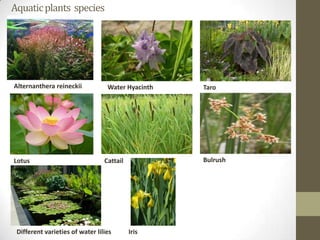 Aquatic plants species




Alternanthera reineckii           Water Hyacinth   Taro




Lotus                            Cattail           Bulrush




 Different varieties of water lilies       Iris
 