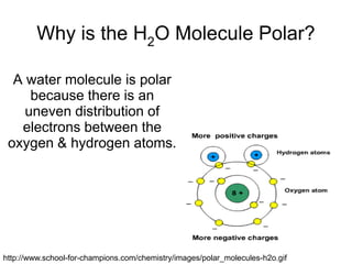 By the time a person feels thirsty, his/her body has lost over 1% of its total water amount.