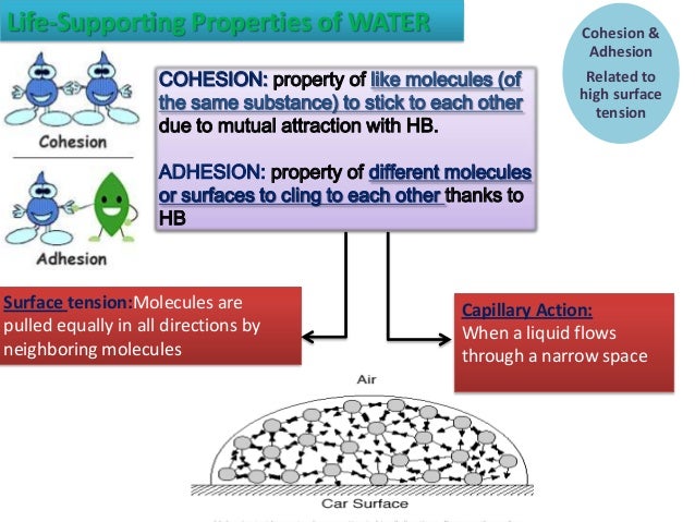 Water’s life supporting properties