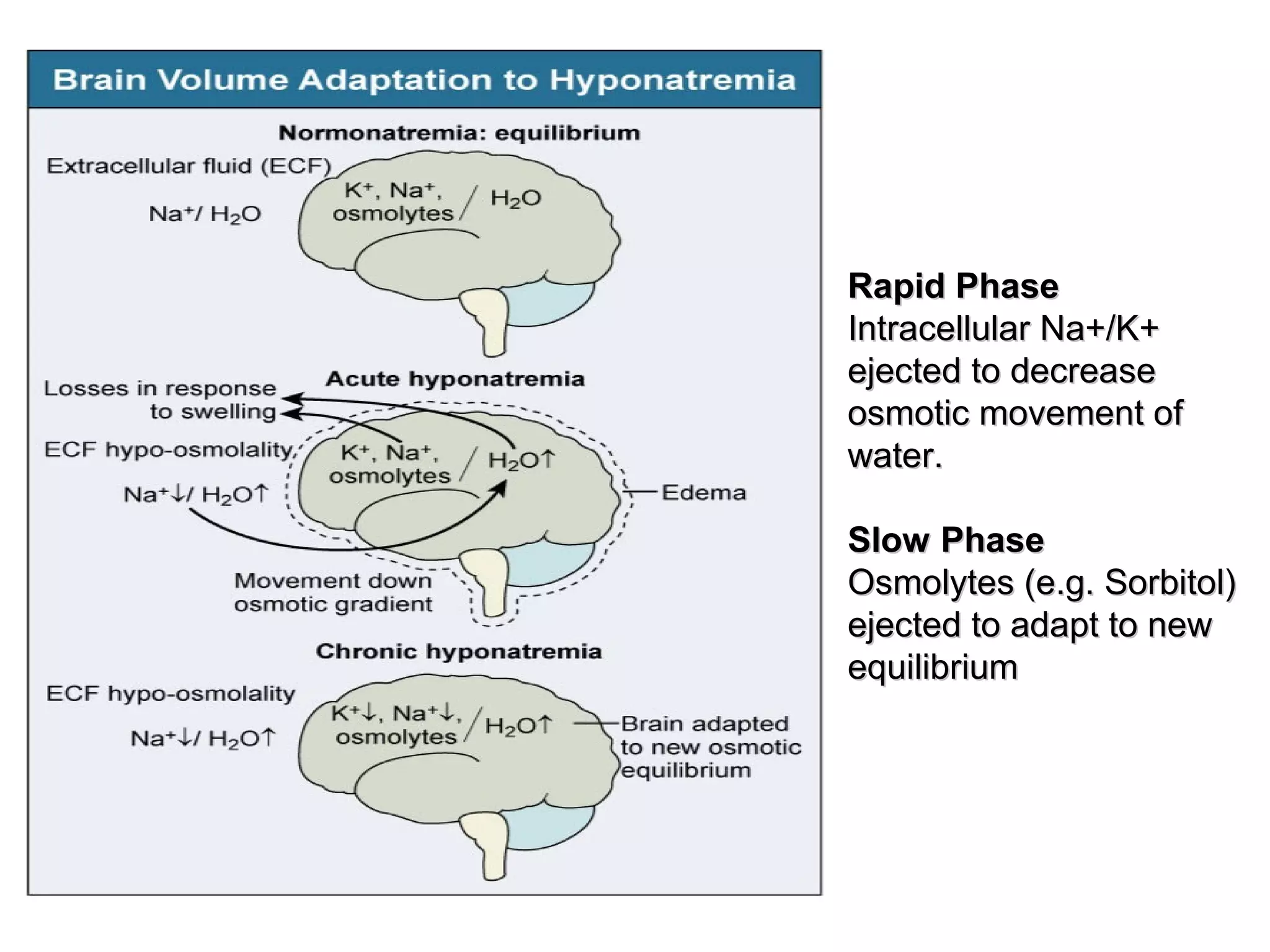 Rapid PhaseRapid Phase
Intracellular Na+/K+Intracellular Na+/K+
ejected to decreaseejected to decrease
osmotic movement ofosmotic movement of
water.water.
Slow PhaseSlow Phase
Osmolytes (e.g. Sorbitol)Osmolytes (e.g. Sorbitol)
ejected to adapt to newejected to adapt to new
equilibriumequilibrium
 
