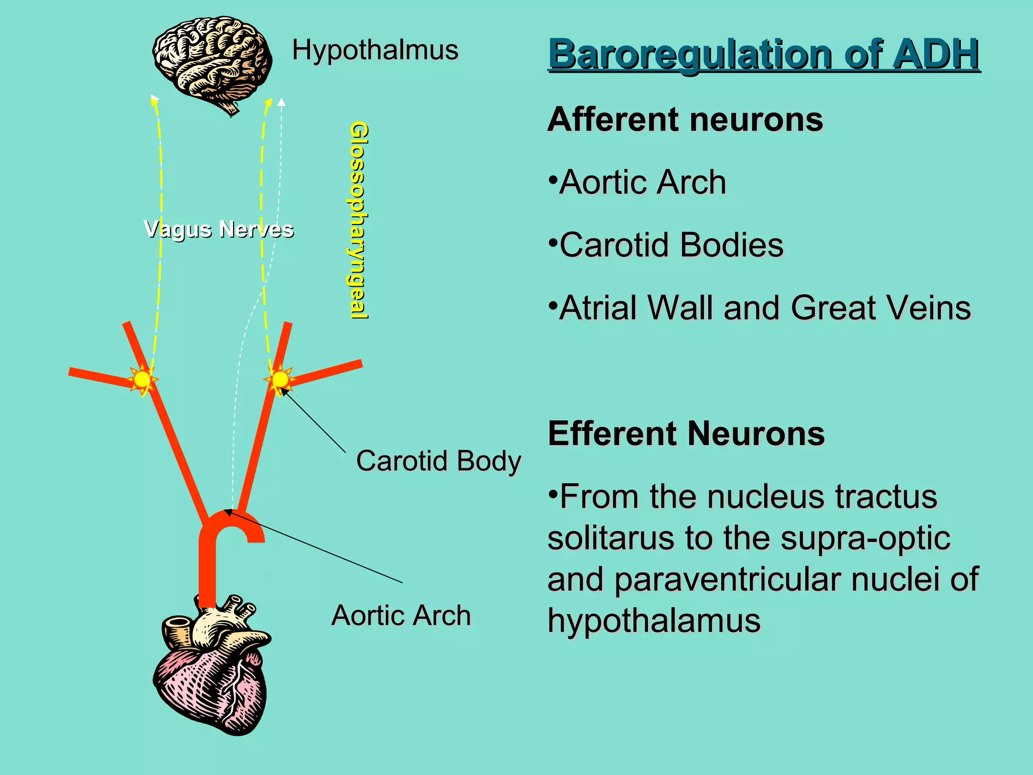 Carotid BodyCarotid Body
Aortic ArchAortic Arch
Vagus NervesVagus Nerves
GlossopharyngealGlossopharyngeal
HypothalmusHypothalmus Baroregulation of ADHBaroregulation of ADH
Afferent neuronsAfferent neurons
•Aortic ArchAortic Arch
•Carotid BodiesCarotid Bodies
•Atrial Wall and Great VeinsAtrial Wall and Great Veins
Efferent NeuronsEfferent Neurons
•From the nucleus tractusFrom the nucleus tractus
solitarus to the supra-opticsolitarus to the supra-optic
and paraventricular nuclei ofand paraventricular nuclei of
hypothalamushypothalamus
 