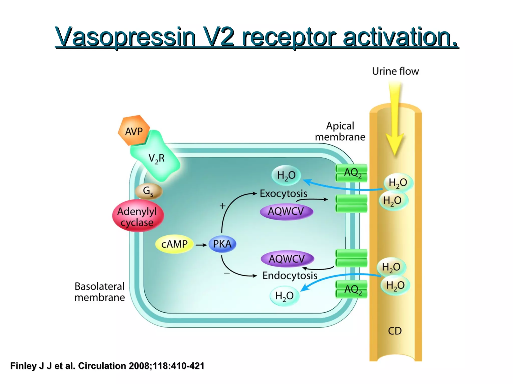 Vasopressin V2 receptor activation.Vasopressin V2 receptor activation.
Finley J J et al. Circulation 2008;118:410-421Finley J J et al. Circulation 2008;118:410-421
 
