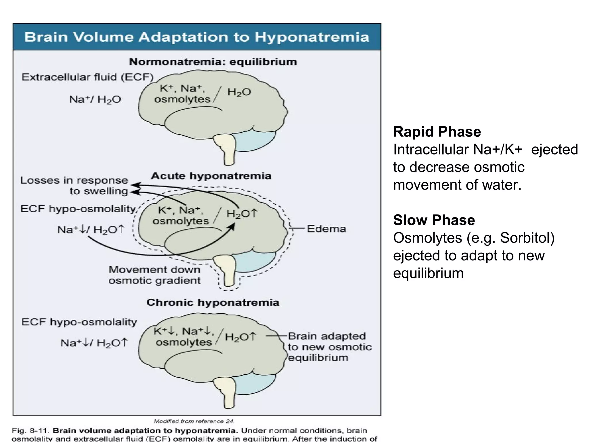 Rapid Phase
Intracellular Na+/K+ ejected
to decrease osmotic
movement of water.
Slow Phase
Osmolytes (e.g. Sorbitol)
ejected to adapt to new
equilibrium
 